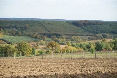 Szüreti fesztivál_2013_140