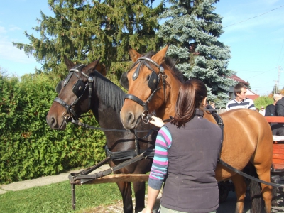 Szüreti fesztivál_2013_179