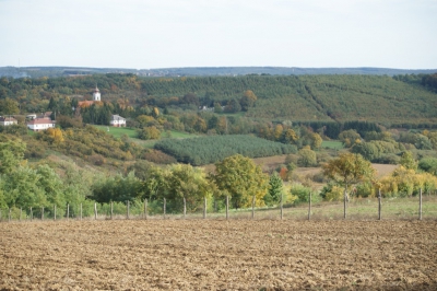 Szüreti fesztivál_2013_192
